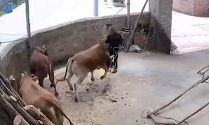 【悲劇】飼っていた牛に襲われた男性が亡くなった事故の映像。