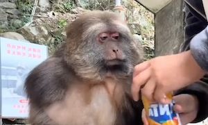 【動画】ファンタオレンジに挑戦させられるお猿さん（ノ∇`）