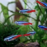 リビングにある水槽の熱帯魚見てて気づいた 水槽の魚ってすげーヒマしてるんだよな