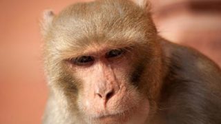 【衝撃動画】子供が『猿に誘拐』される瞬間が怖すぎる・・・
