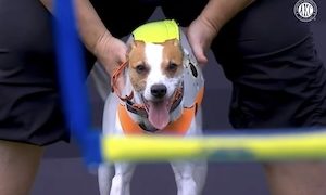 犬のジャンプ競技で部門優勝したワンちゃんがすごカワイイ(*´д｀*)