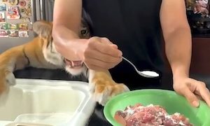 【動物】鳴き声が（笑）飼い主にご飯をねだる大きなネコさんの動画。