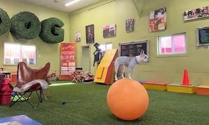【動画】なんだお前（笑）バランスボールに乗り続けるワンコ（ノ∇`）