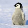 【動画像】ペンギンの赤ちゃん🐧、お母さんと一緒に歩く練習をする……！！！！