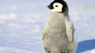 【動画像】ペンギンの赤ちゃん🐧、お母さんと一緒に歩く練習をする……！！！！