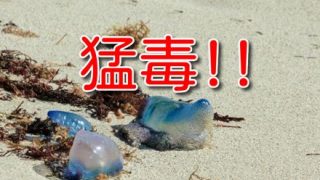 【実録】カツオノエボシに刺された男【→】