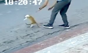 【動画】喉に何かを詰まらせた野良ネコを通行人が救う。
