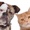 【なんて鳴く？】世界各国の人々に『犬と猫の鳴き声』をマネしてもらった結果