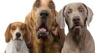 【悲報】イッヌさん、落ちてくる…彡🐕
