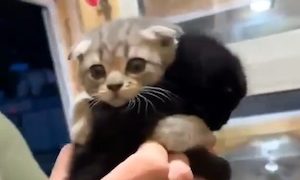 【動画】このネコの兄弟、可愛すぎてキュン死しそう(*´д｀*)