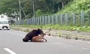 【北海道】大きシカを襲うヒグマの映像が国道335号線で撮影される。