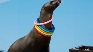 【画像】こ の 『 ア シ カ 』 キ モ 過 ぎ る……
