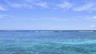【動画像】この白いビニール袋みたいなもの…生きてるんだぜ……