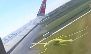 【昆虫】見る人のほとんどが応援してしまうバッタの動画がこちら（ノ∇`）