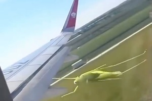 【昆虫】見る人のほとんどが応援してしまうバッタの動画がこちら（ノ∇`）