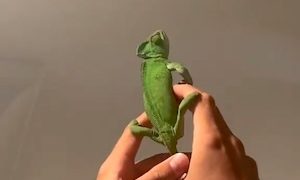 【動画】カメレオンは一家に一匹居るととても便利かもしれない。