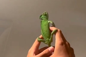 【動画】カメレオンは一家に一匹居るととても便利かもしれない。