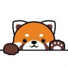 【グロ注意】レッサーパンダ同士の喧嘩、血なまぐさすぎる……