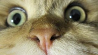【夏のホラー】突然喋りだす猫がガチで怖い……