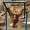【動画】遊ぶ子供オランウータン、鉄棒がぶつかって泣くｗｗｗ