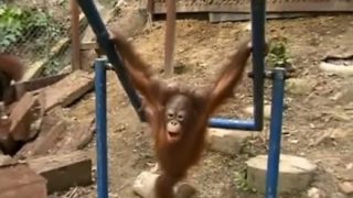 【動画】遊ぶ子供オランウータン、鉄棒がぶつかって泣くｗｗｗ