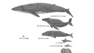 【画像】クジラの心臓でかすぎワロタｗｗｗｗｗｗｗｗｗｗ