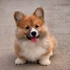 【煽りーヌ】コーギーさん、歩き方をイジられてブチギレるｗｗｗｗｗｗ