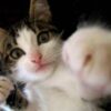 【動画】ネコさん、反応速度がヤバすぎる……