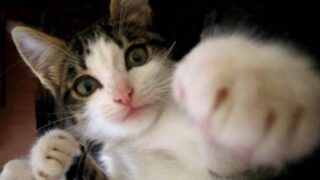 【動画】ネコさん、反応速度がヤバすぎる……