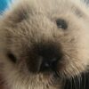 【動画】犬さん、ラッコに捕獲されてしまう・・・