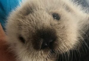 【動画】犬さん、ラッコに捕獲されてしまう・・・