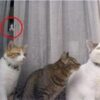 【動画】窓からひょっこり顔が出てくる心霊映像、覚えてる奴おる？