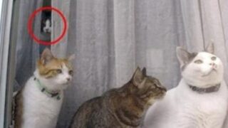 【動画】窓からひょっこり顔が出てくる心霊映像、覚えてる奴おる？