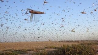 【動画】アフリカの『バッタの大群』が歩いてくる様子が怖すぎる・・・