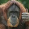 【握力200kg】人間さん、オラウータンに捕まった結果 ⇒