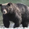 【衝撃】野生の熊に1ヶ月監禁された男が奇跡の生還【→動画像】