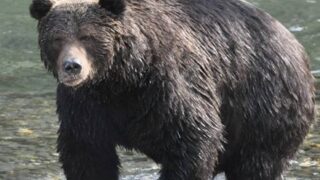 【衝撃】野生の熊に1ヶ月監禁された男が奇跡の生還【→動画像】